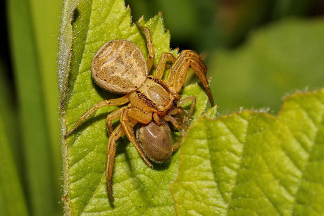 Sumpfkrabbenspinne (Xysticus ulmi)