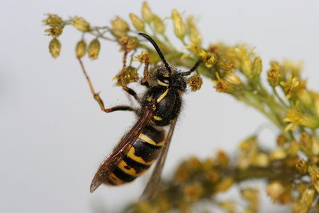 Gemeine Wespe (Vespula vulgaris)