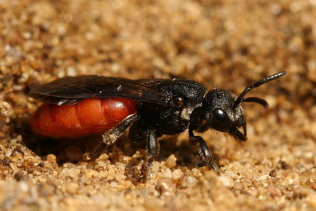 Blutbiene (Sphecodes) sp