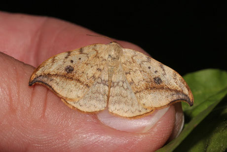 Heller Sichelflügler (Drepana falcataria)