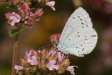 Faulbaumbläuling (Celastrina argiolus)