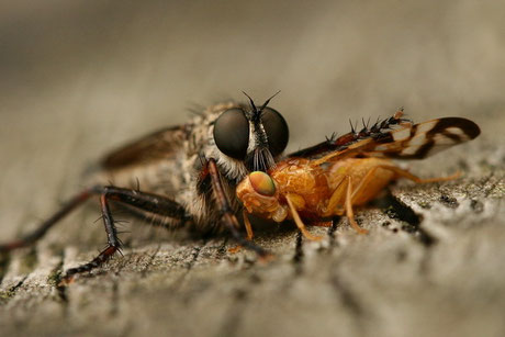 Raubfliegen (Asilidae)