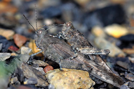 Blauflügelige Sandschrecken  Sphingonotus caerulans