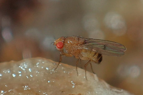 Taufliege Drosophila melanogaster