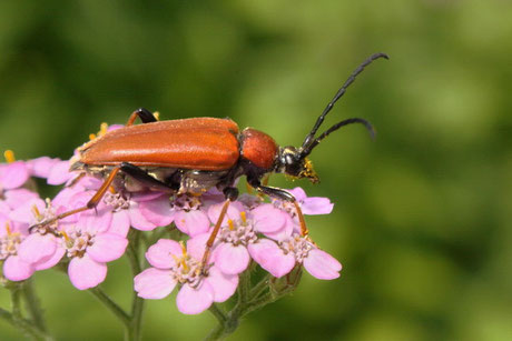 Rothalsbock (Stictoleptura rubra)