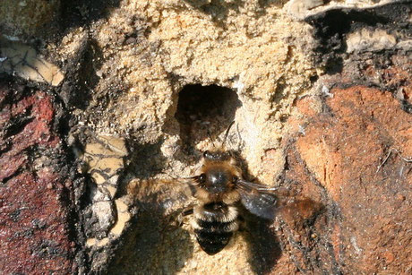 Gemeine Trauerbiene  (Melecta albifrons)