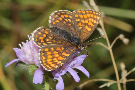 Ehrenpreis-Scheckenfalter (Melitaea aurelia)