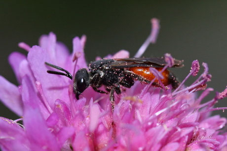 Blutbiene (Sphecodes pellucidus)