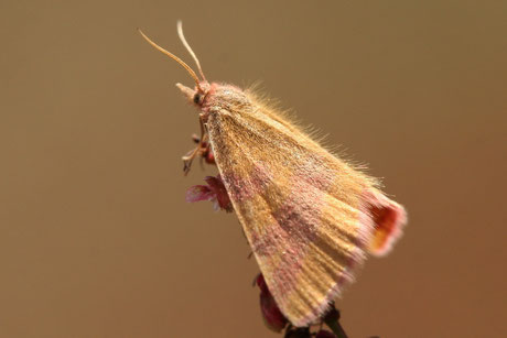 Knöterich-Purpurspanner (Lythria purpuraria)