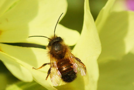 Rote Mauerbiene (Osmia bicornis)