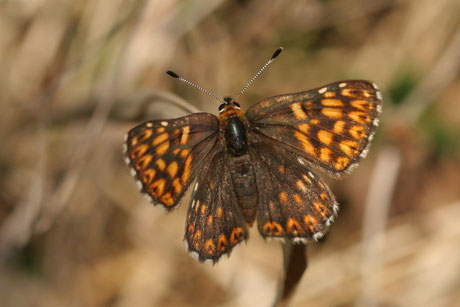 Schlüsselblumen-Würfelfalter (Hamearis lucina)