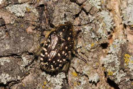 Trauer-Rosenkäfer (Oxythyrea funesta)