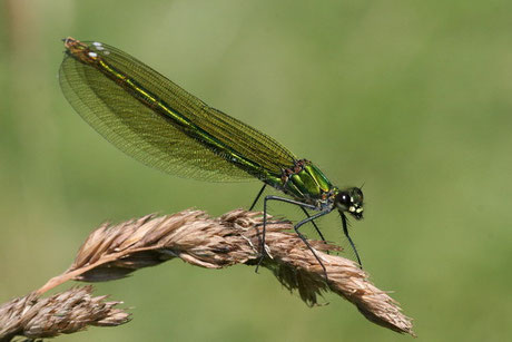 Kleinlibellen  Zygoptera