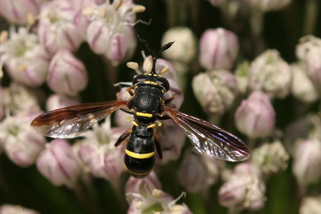 Blasenkopffliege (Conops) sp