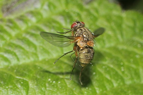 Echten Fliegen (Muscidae)