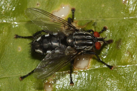 Graue Fleischfliege (Sarcophaga carnaria)