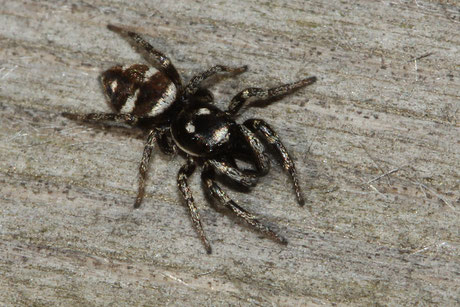 Zebraspringspinne (Salticus scenicus)