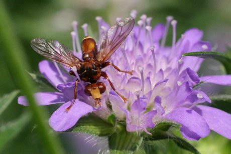 Blasenkopffliegen (Conopidae)