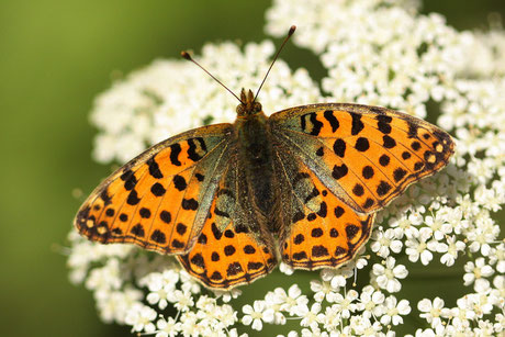 Kleiner Perlmutterfalter  Issoria lathonia