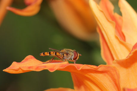 Hainschwebfliege (Episyrphus balteatus)