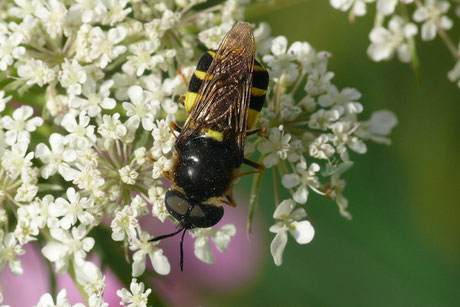 Waffenfliegen (Stratiomyidae)