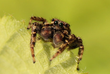 Springspinnen (Salticidae)