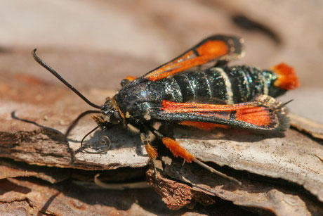 Roter Ampfer-Glasflügler (P. chrysidiformis)