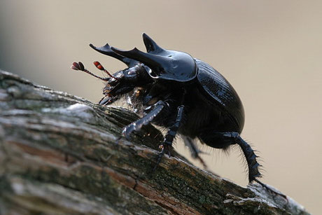 Stierkäfer (Typhaeus typhoeus) 