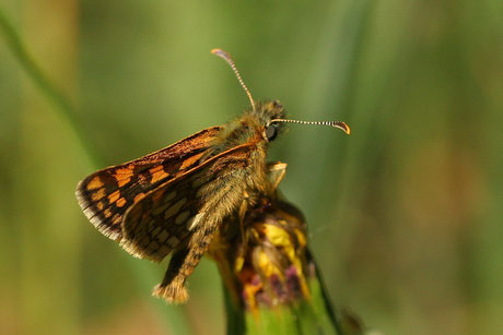 Gelbwürfeliger Dickkopffalter (C.palaemon)