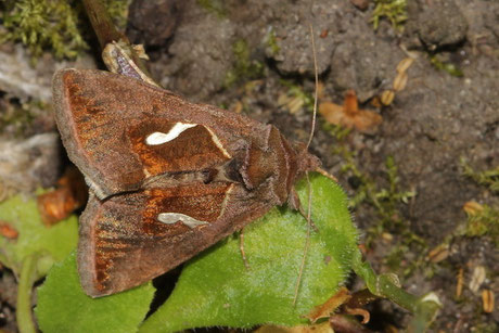  Schafgarben-Silbereule (M. confusa)