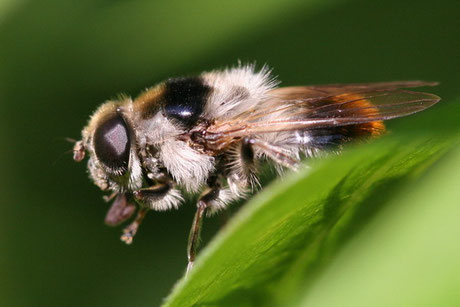 Bunte Erzschwebfliege (Cheilosia illustrata)