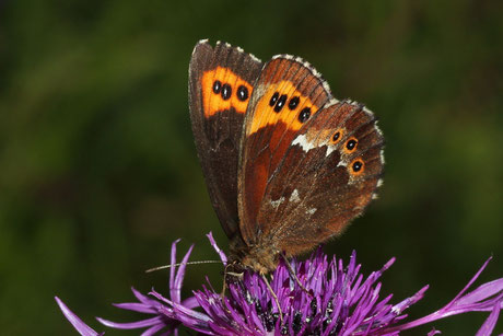 Weißbindiger Mohrenfalter Erebia ligea