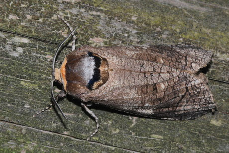 Holzbohrer (Cossidae)