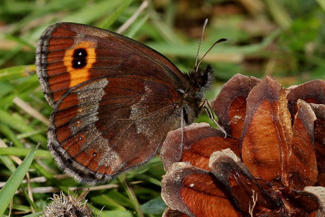 Graubindiger Mohrenfalter Erebia aethiops