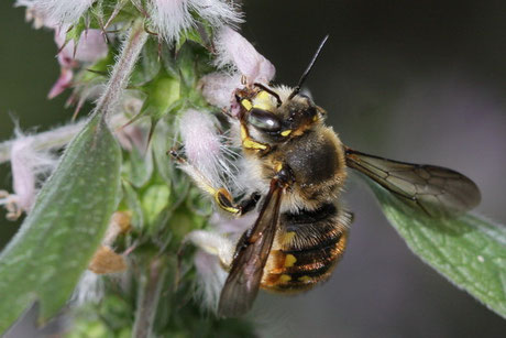 Große Wollbiene (Anthidium manicatum)