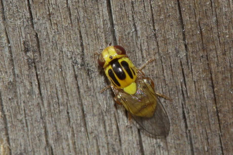 Halmfliege (Thaumatomyia notata) 