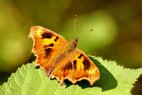 Raupe C-Falter (Polygonia c-album)