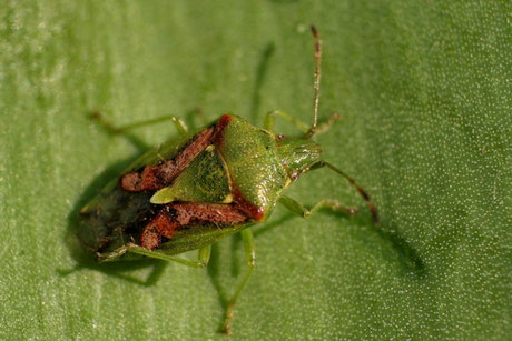 Buntrock (Cyphostethus tristriatus)