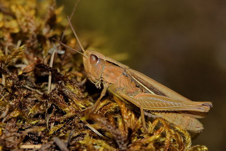 Weißrand-Grashüpfer Ch. albomarginatus