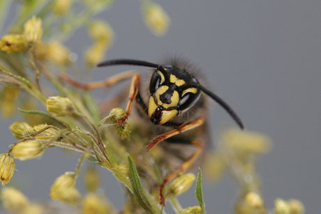 Gemeine Wespe (Vespula vulgaris)