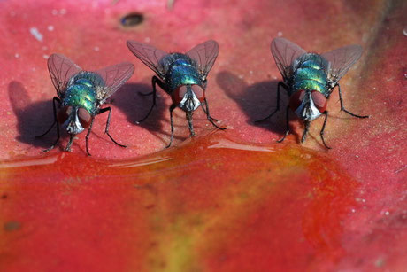 Schmeißfliegen (Calliphoridae)