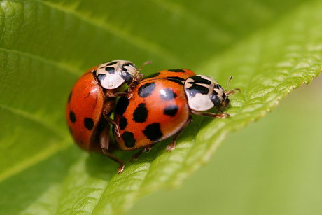 Asiatischer Marienkäfer (Harmonia axyridis) 4