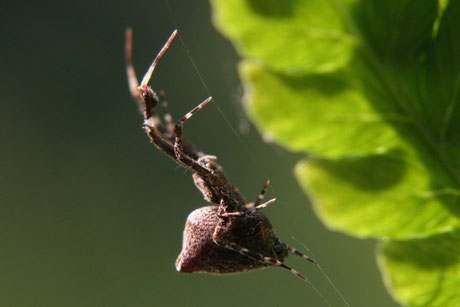Federfußspinne (Uloborus plumipes)