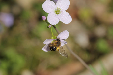 Gemeine Sandbiene (Andrena flavipes)