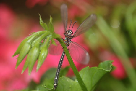 Gemeine Ameisenjungfer (M. formicarius)