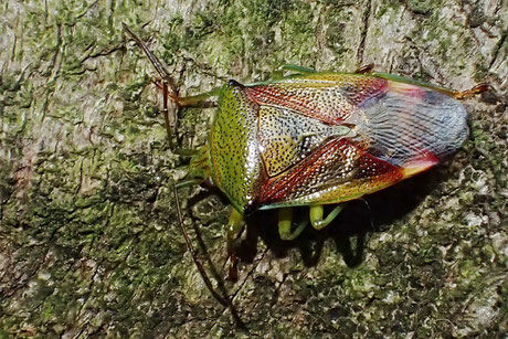 Wipfel-Stachelwanze (Acanthosoma haemorrhoidale)