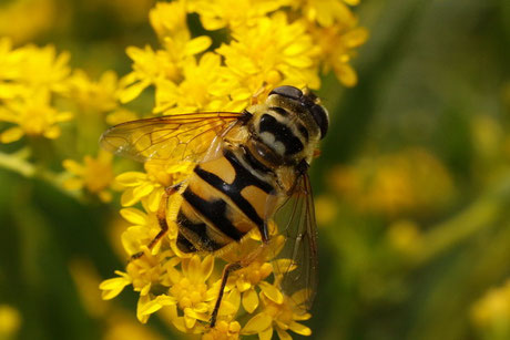 Dolden-Schwebfliege  (Myathropa florea)