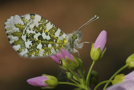 Aurorafalter (Anthocharis cardamines)