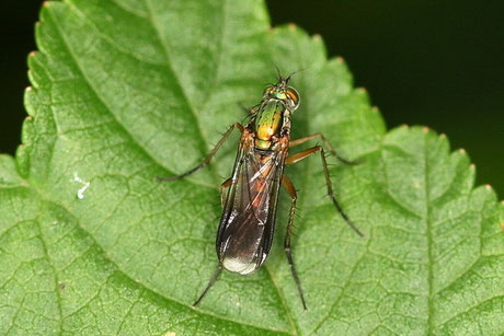 Poecilobothrus nobilitatus