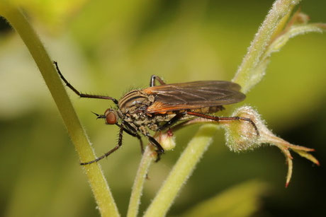 Tanzfliegen (Empididae)